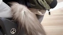 Good Morning! Two Cats, One Stroller & Endless Fun! ☀️🐈 #cat #shorts #funnycats #goodmorning #funnyvideo #cutecats #viralcats #trending #fyp #animals