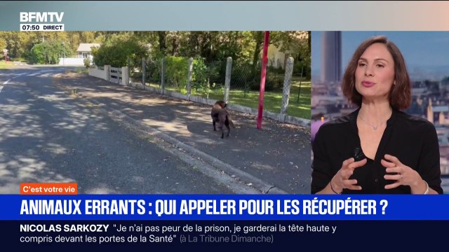 SIGNÉ BFM: que faire quand on croise un animal errant et qui contacter pour qu'il soit pris en charge?