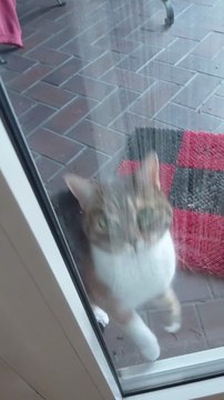 Good Morning! It is cold, let me in! #cat #shorts #funnycats #Cutecats #viralcats #cute #funny #funnyvideo #trending #fyp