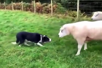 Border Collies work hard,teach them sheep how to behave 🙌😍🙌😍, beautiful 🔥