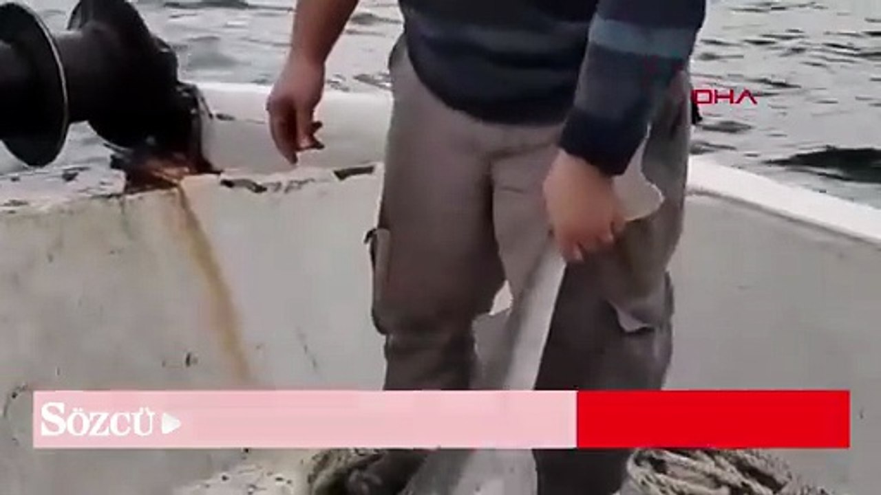 Balıkçıların ağına köpek balığı takıldı