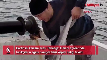 Balıkçıların ağına köpek balığı takıldı