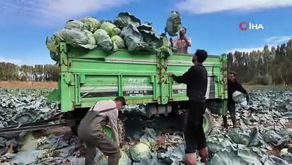 Erciş’te lahana hasadı başladı