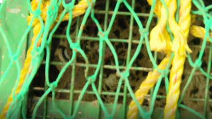 കൂടരഞ്ഞിയിൽ കിണറ്റിൽ വീണ പുലിയെ പുറത്തെടുത്തു... പുലി പൂർണ ആരോഗ്യവാനാണെന്ന് വനം വകുപ്പ്