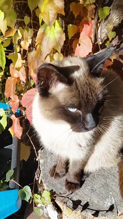 Good Morning! Is My Bowl Ready? #cat #cats #shorts #funnycats #funnyanimals #cutecats #viralcats #trending #fyp