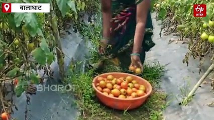 बालाघाट में जंगली बैंगन के पौधों पर फल रहे टमाटर, कम लागत के साथ किसान को दोगुना मुनाफा