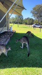 Australian kangaroos
