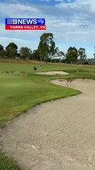 40 million kangaroos in Australia 🇦🇺