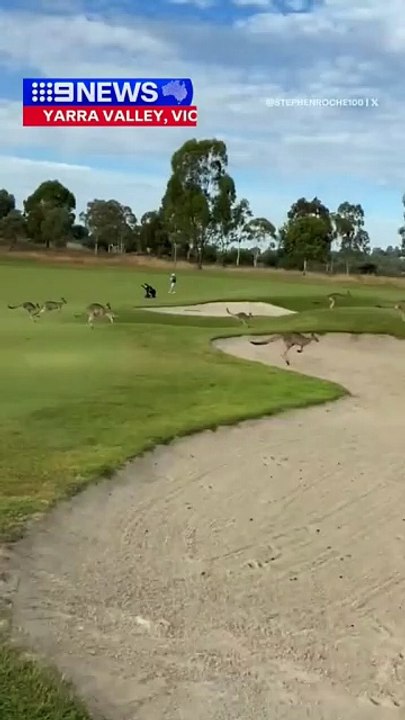 40 million kangaroos in Australia 🇦🇺
