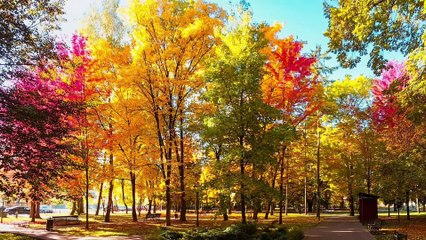 Autumn landscapes in Bistrița-Năsăud, where every falling leaf tells a story and every ray of sunlight illuminates the beauty of Transylvania. 🍂