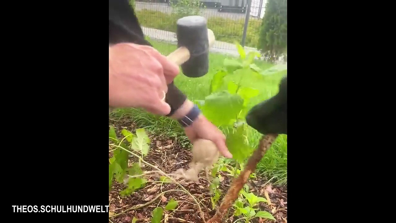 I Wanted a Cute Dog, But God Gave Me a Comedian! 🤣 🤣Funniest ANIMAL Videos 2025 # funny video