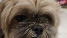 🔴 MEET HERSHEY ANG SHIHTZU FRIEND NI PICKLES #shihtzu