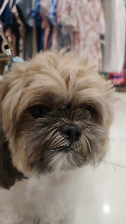 🔴 MEET HERSHEY ANG SHIHTZU FRIEND NI PICKLES #shihtzu