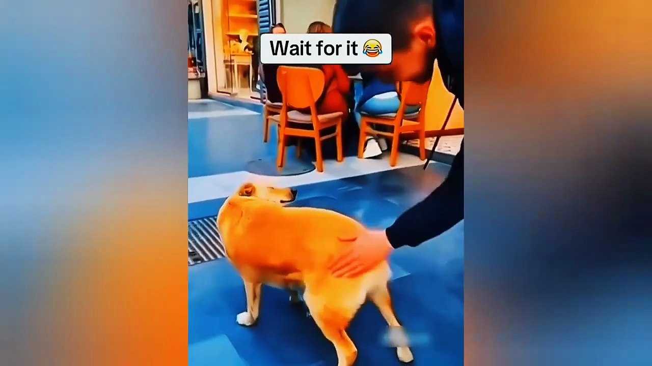 worlds funniest animals #3 (2025)