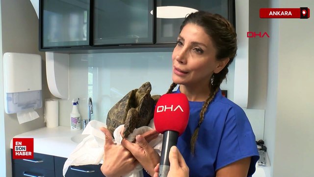 Ankara’da yaralı kaplumbağaya 3 boyutlu protez kabuk