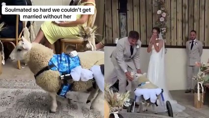 Yorkshire: Disabled sheep acts as ring bearer