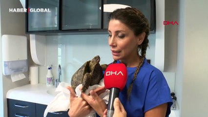 Kabuğu kırılan kaplumbağa için protez önlemi