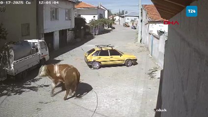 Kızgın boğa ahırdan kaçtı; hırsını yol kenarındaki arabadan çıkardı!