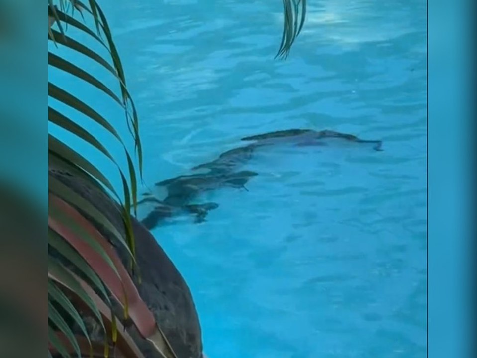 Krokodil planscht im Luxusresort während Gäste entspannen