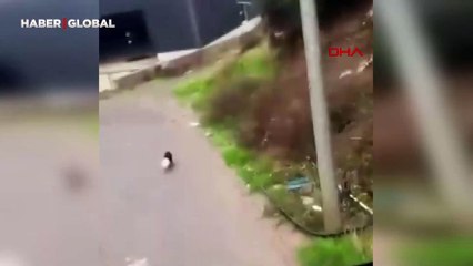 Başı plastik kaba sıkışan köpeğe şoförden yardım eli