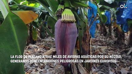 Ni se te ocurra plantar esta flor en tu jardín: es un imán para la temida avispa asiática y las atrae fácilmente