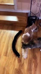 😹 Funny Cat Compilation 2025 – Non Stop Laughter Guaranteed  10