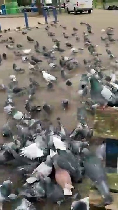 Close UP with a pigeons Park Adventure