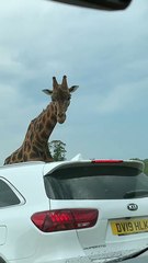 Meeting the Giraffes at the Safari Park 🦒💛