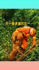 Top 5 animal rescue highlights on the Internet! #thrille #thrillont #fastanimals