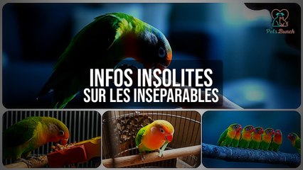 Infos Insolites sur les Inséparables | Faits Surprenants à Connaître