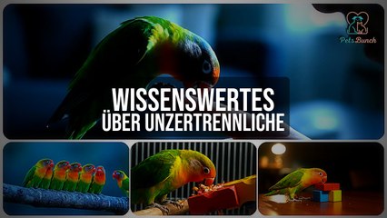 Unzertrennliche: Alles über Haltung, Pflege & Arten