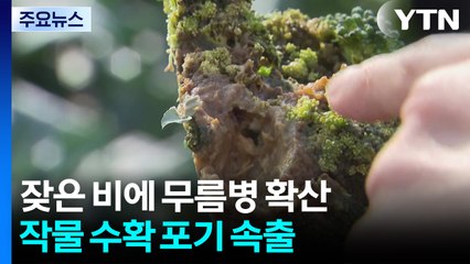 잦은 가을비에 농작물 무름병 확산...수확 포기 속출 / YTN