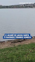 O jacaré preguiçoso de Lagoa Santa é flagrado tirando soneca