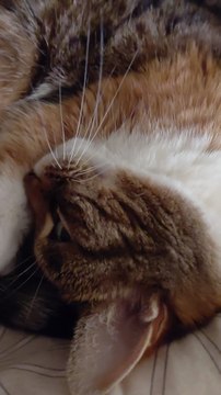 Good Night, Dear Friends! 💤 Guess Who’s Already in Bed? 😸#cat #shorts #funnycats #funnyanimals #viralcats #goodnight #sweetdreams #trending #animals #fyp