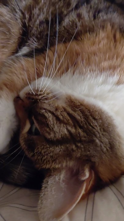 Good Night, Dear Friends! 💤 Guess Who’s Already in Bed? 😸#cat #shorts #funnycats #funnyanimals #viralcats #goodnight #sweetdreams #trending #animals #fyp