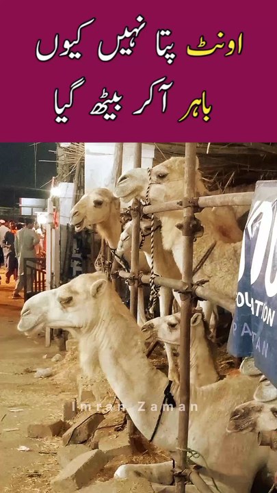 CAMEL Pata Nahi Kyo Bahar Agaya😳