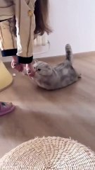 Cuties 😍 #cat #catlovers #cutecat #trendingqueen #shorts