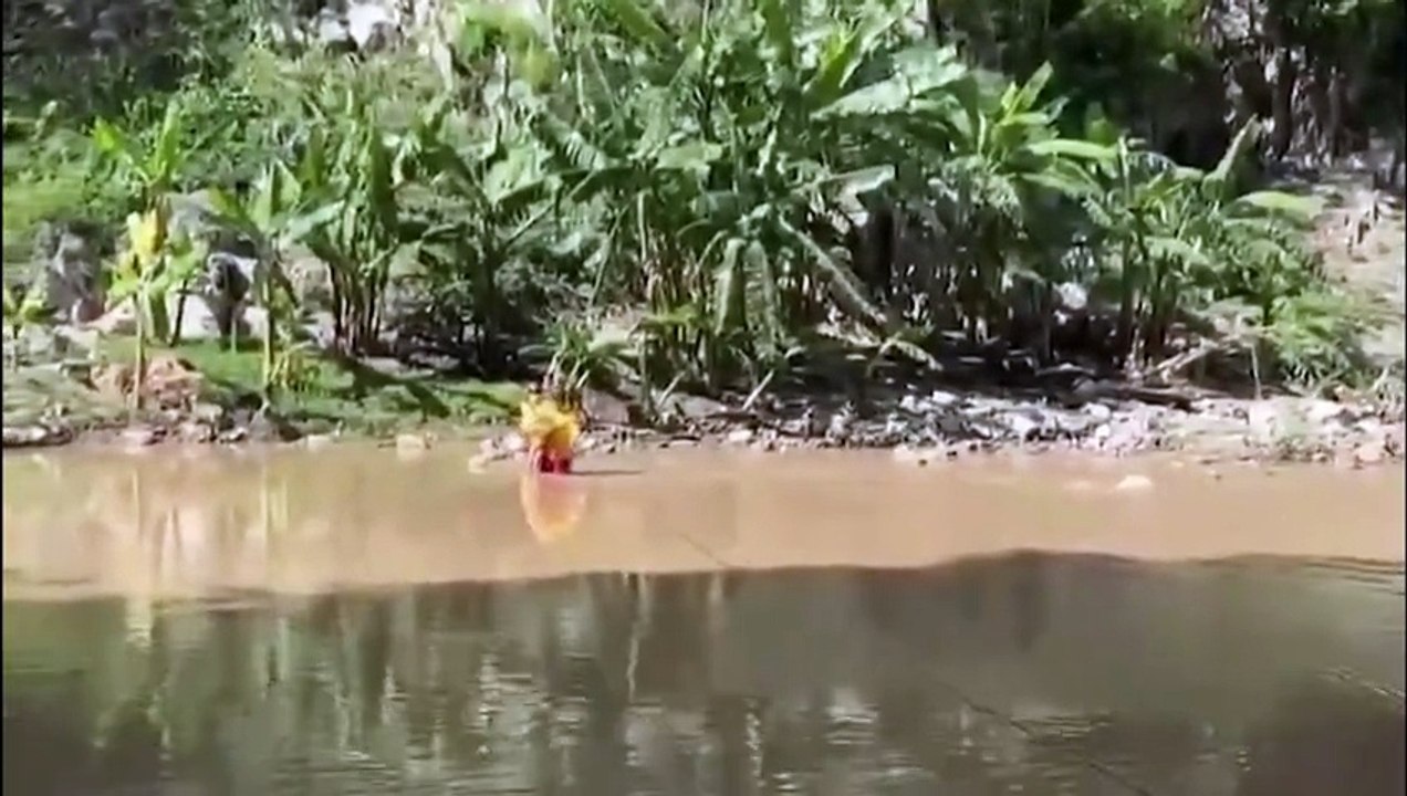 Perritos rescatados de casas inundadas en Santa Lucía