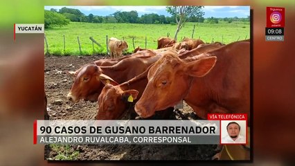 Detectan nuevos casos de gusano barrenador en Yucatán