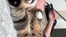 Dert dinlemekten dermanı kalmayan kedi 😅🐈
