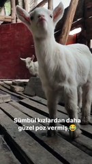 Dudak büzen kızlara birebir benzeyen oğlak 😂