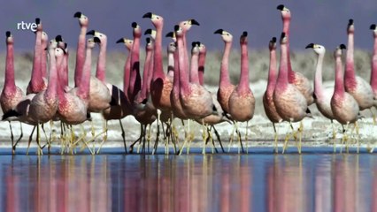 Multitudes, la magia salvaje de los números