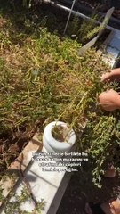 Vefat eden bir dedenin torunu tarafından hazırlanan son yolculuk videosu… “Elveda Gökyüzü” (Özge Can Aslan detayı ♥️)