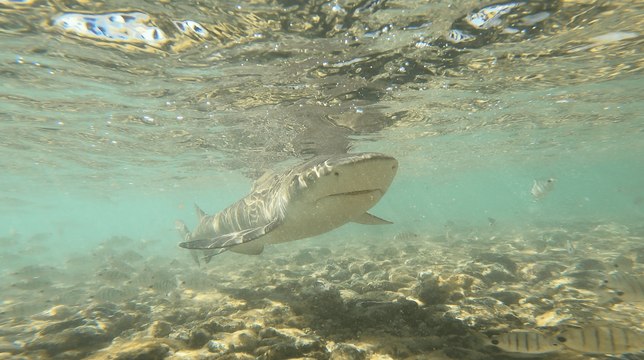 Rafael Lorraine : Les enfants face aux requins-citrons