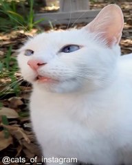 Chats Qui Font du Yoga (ou Presque)_1754226604