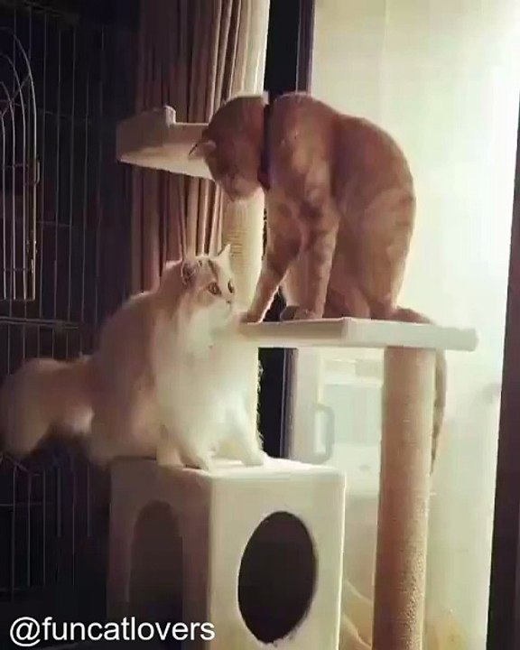 Compilation de Chats Qui Font des Bêtises en Cachette_1754228134