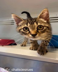 Compilation de Chats Qui Font le Buzz_1753544702