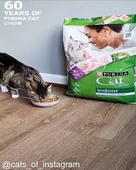 Compilation de Chats Qui Font Rire les Enfants_1753543578