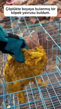 Çöplükte boyayla kaplı bir köpek bulup ona biraz bakım, biraz da sevgi vererek hayata döndürmek