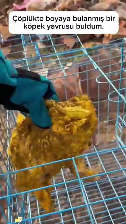 Çöplükte boyayla kaplı bir köpek bulup ona biraz bakım, biraz da sevgi vererek hayata döndürmek